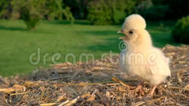 可爱的黄色小鸡，波兰小鸡宝宝，在<strong>金色</strong>的夏日<strong>阳光下</strong>坐在外面的干草堆上